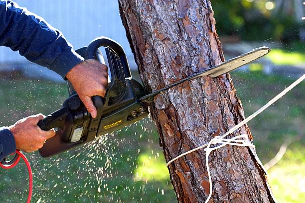 Trusted Rhome, TX Tree Care Experts